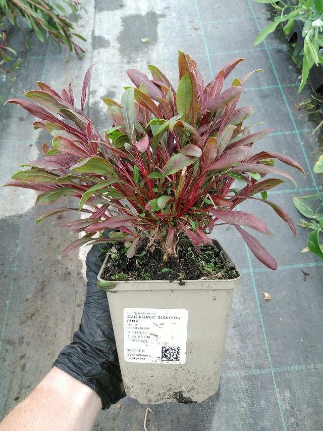 Prachtkaars Siskiyou Pink - 10. 9. 2025