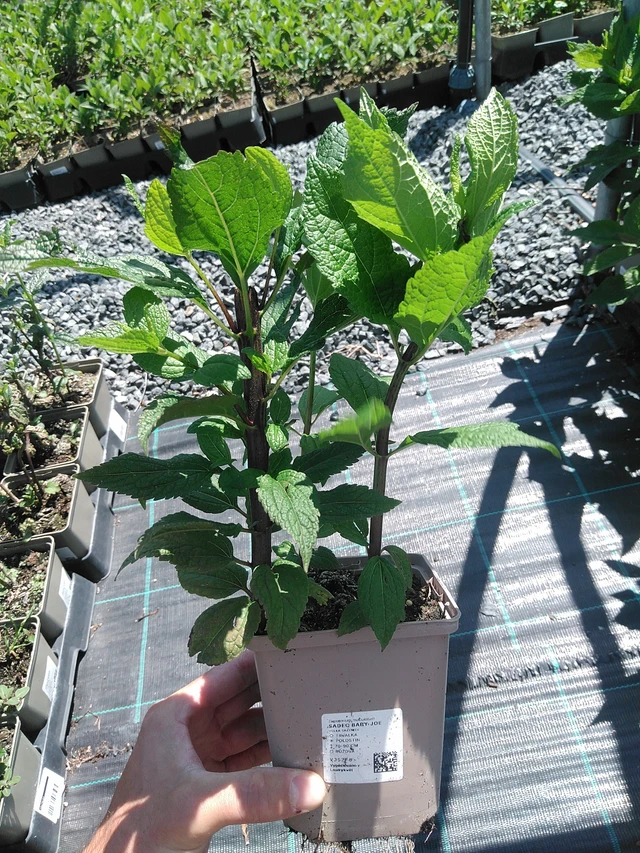 Punalatva Baby Joe - 24. 6. 2025