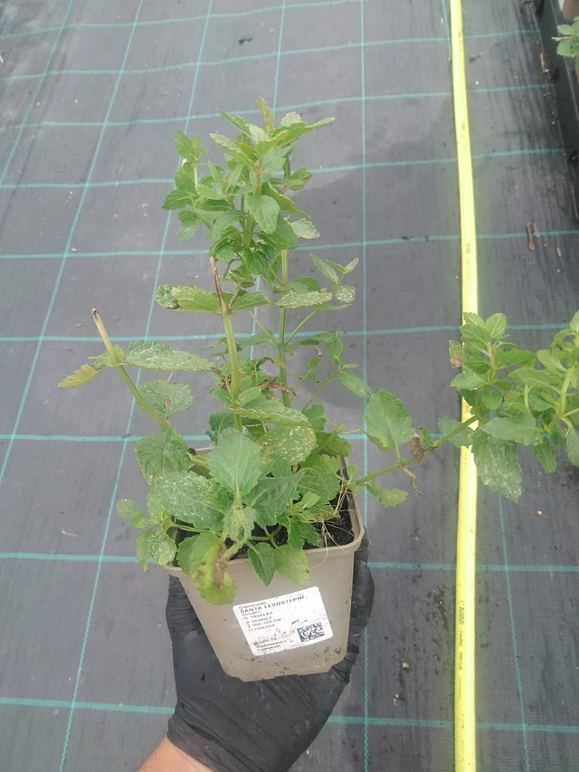 Steppe Catmint - 10. 9. 2025