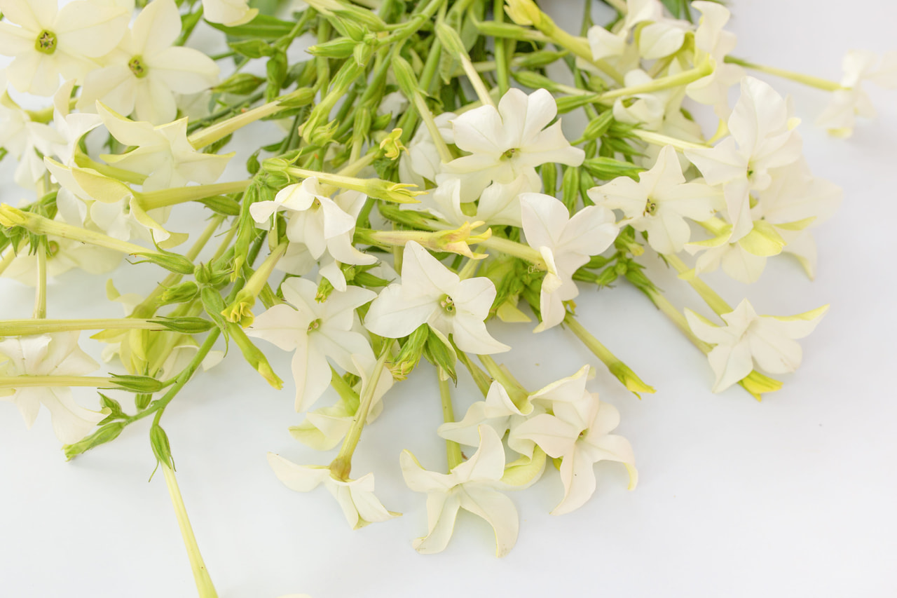 Tabákovník White, Loukykvět