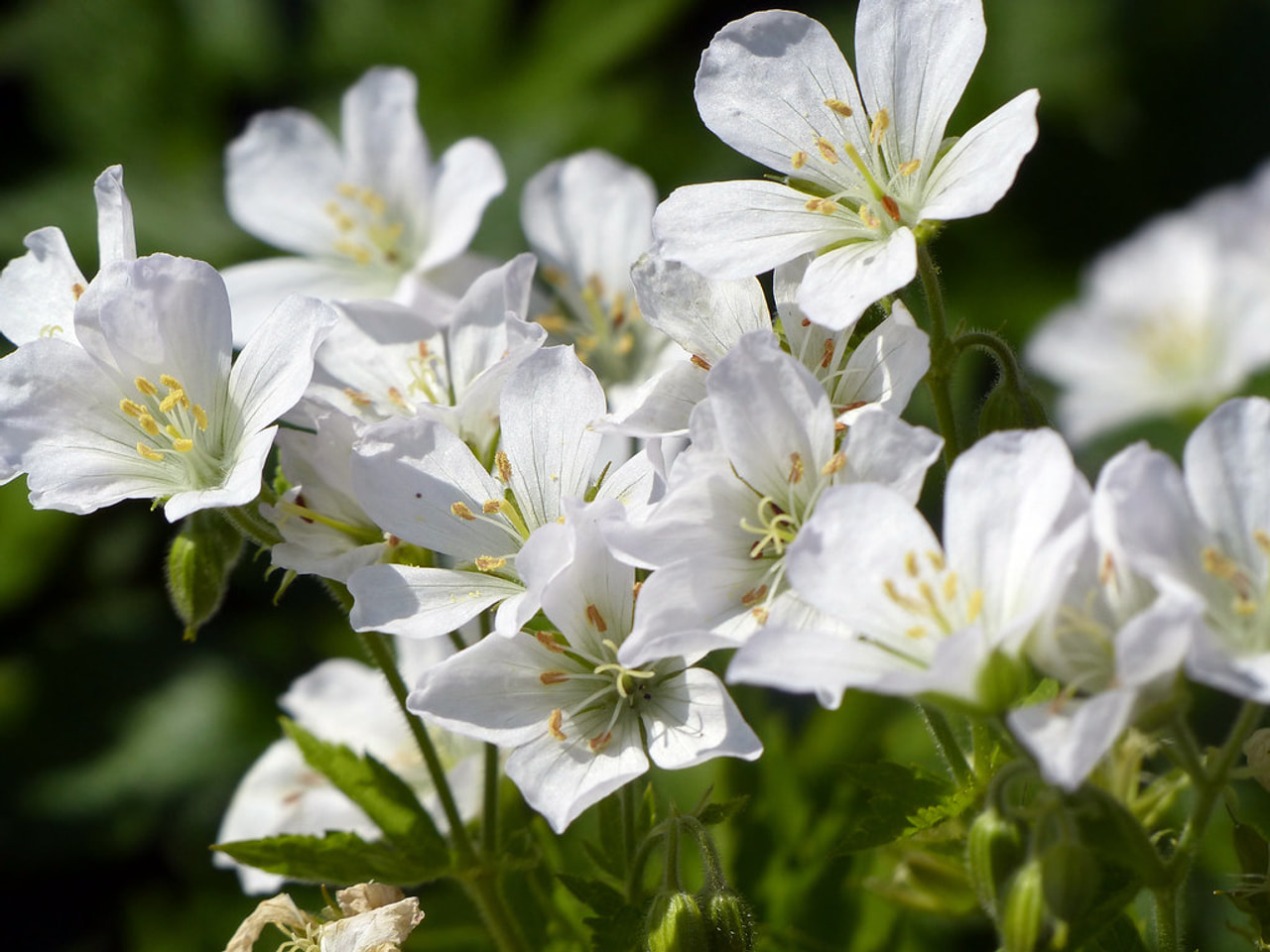 Spotted cranesbill Album, Loukykvět