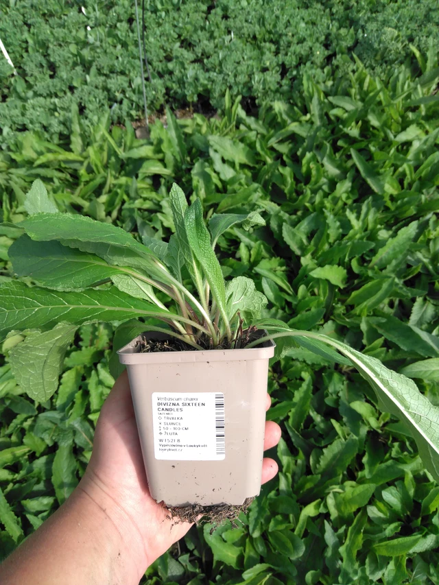 Gordolobo Sixteen Candles - 2024