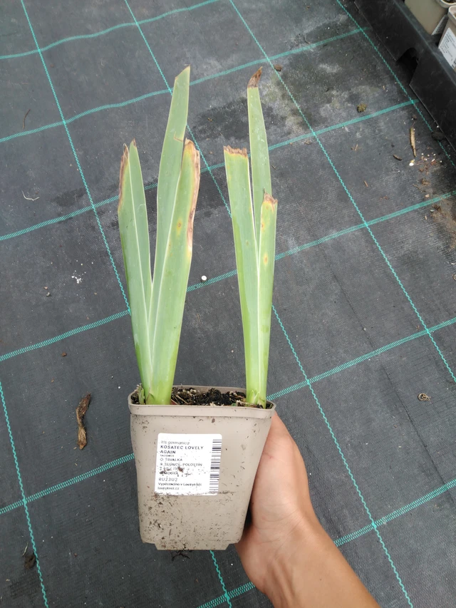 Kurjenmiekka Lovely Again - 10. 9. 2025