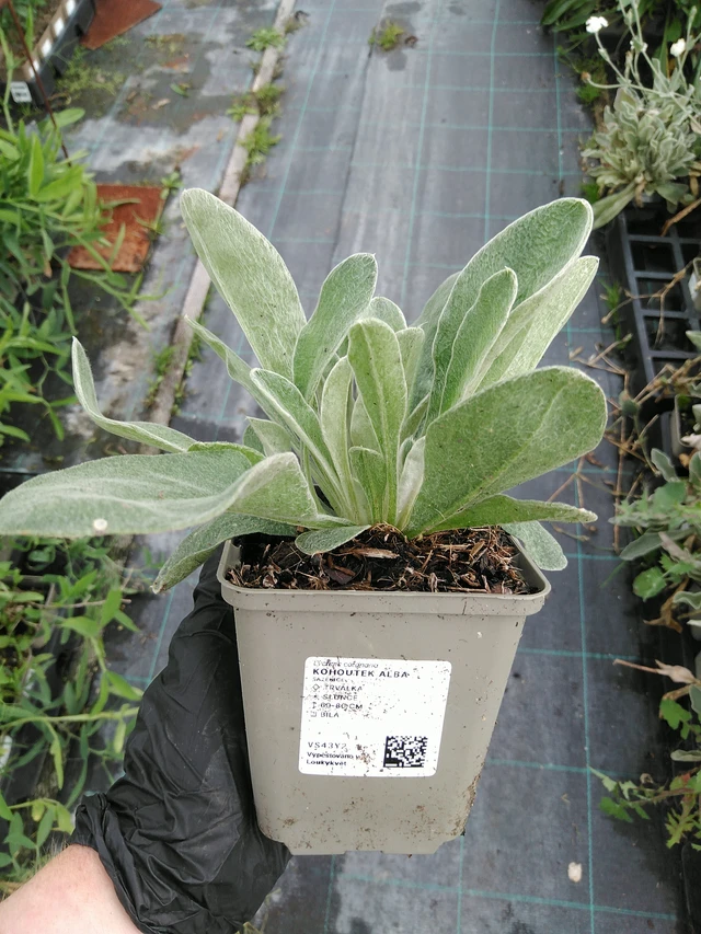 Lichtnelke Alba - 10. 9. 2025