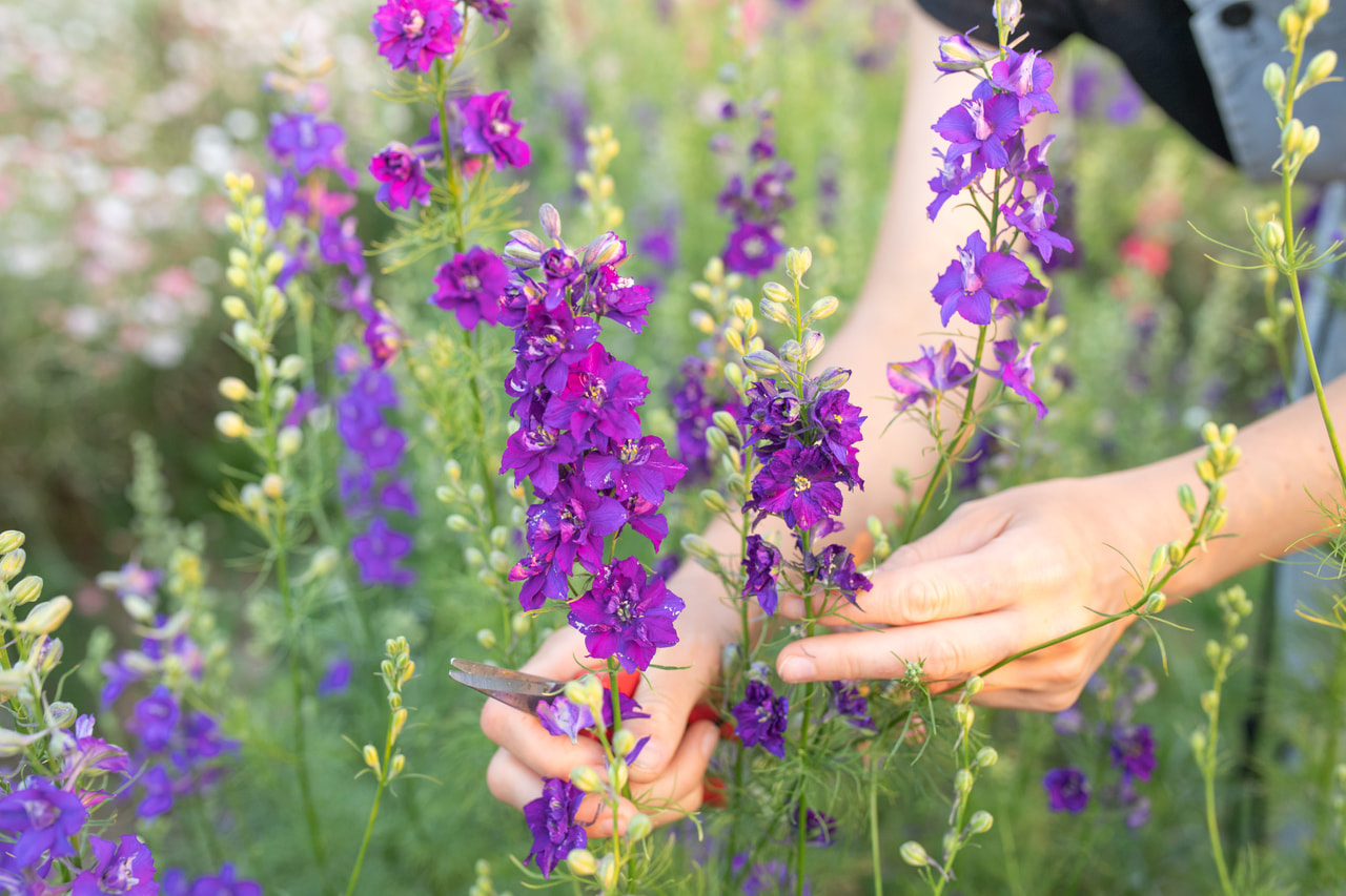 Larkspur QIS Dark Blue, Loukykvět