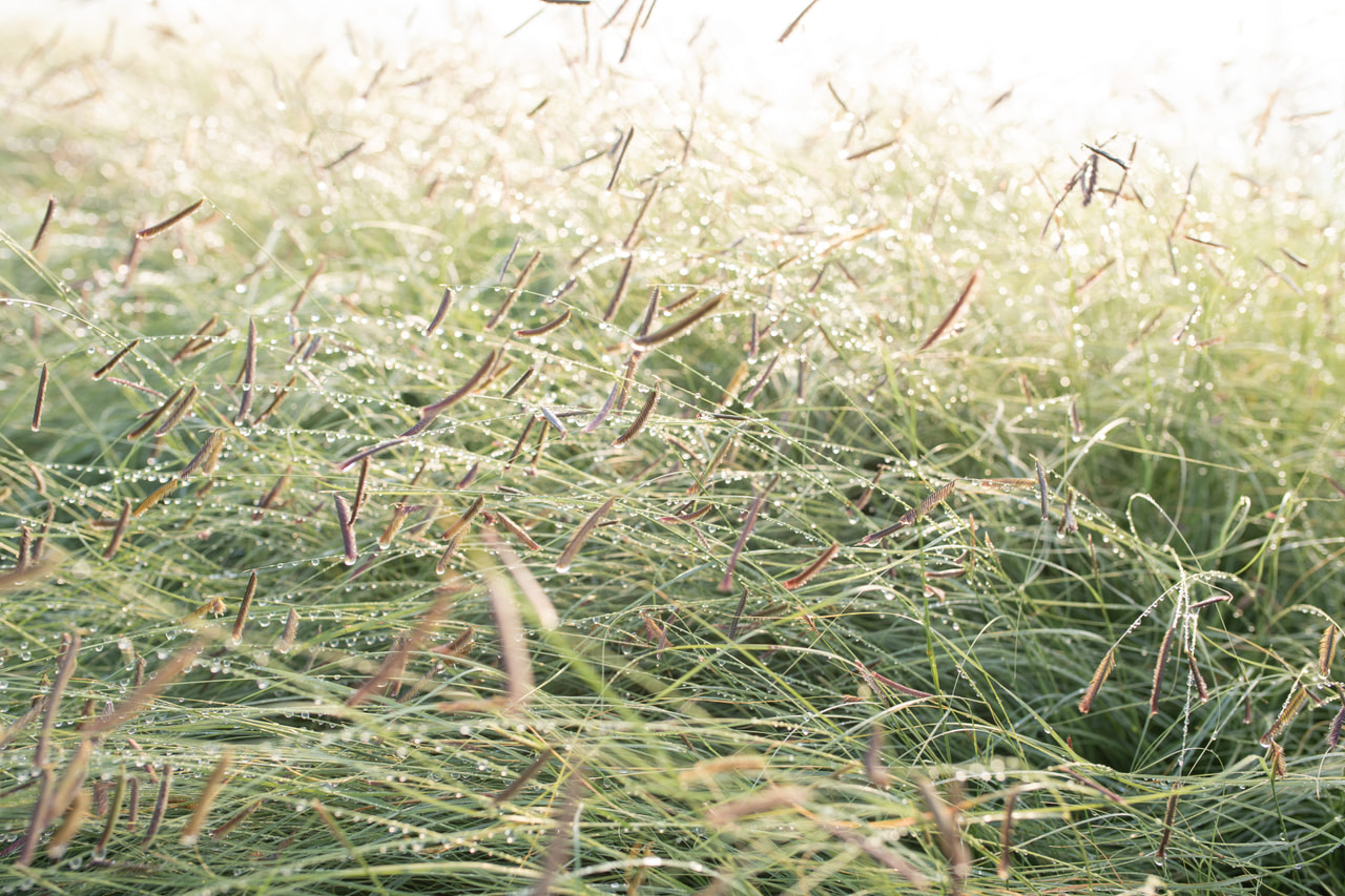 Moskiittoruoho, Loukykvět