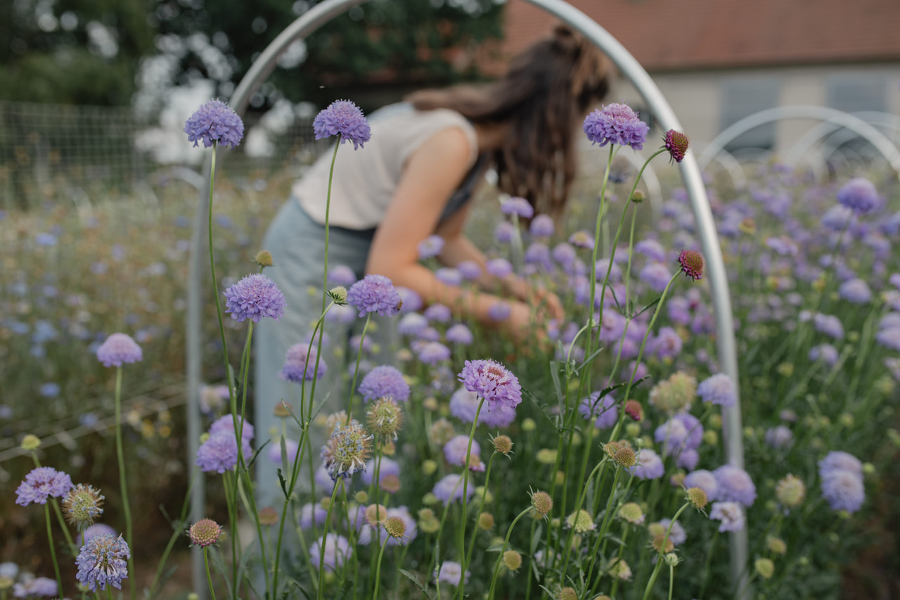 Törmäkukka QIS Dark Blue, Loukykvět