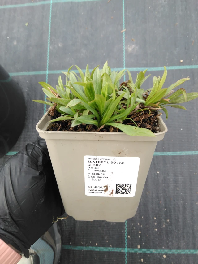 Vara de oro Solar Glory - 1. 4. 2026