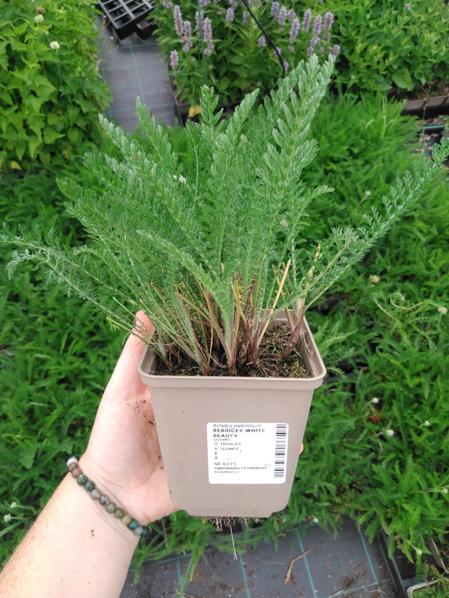 Siankärsämö White Beauty - 2024