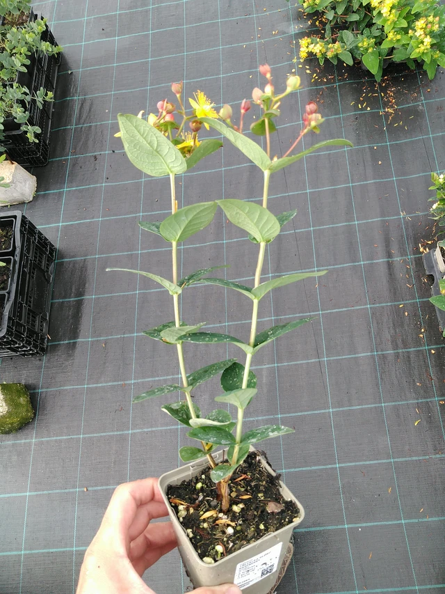 Kuisma Globo Raspberry - 28. 7. 2025