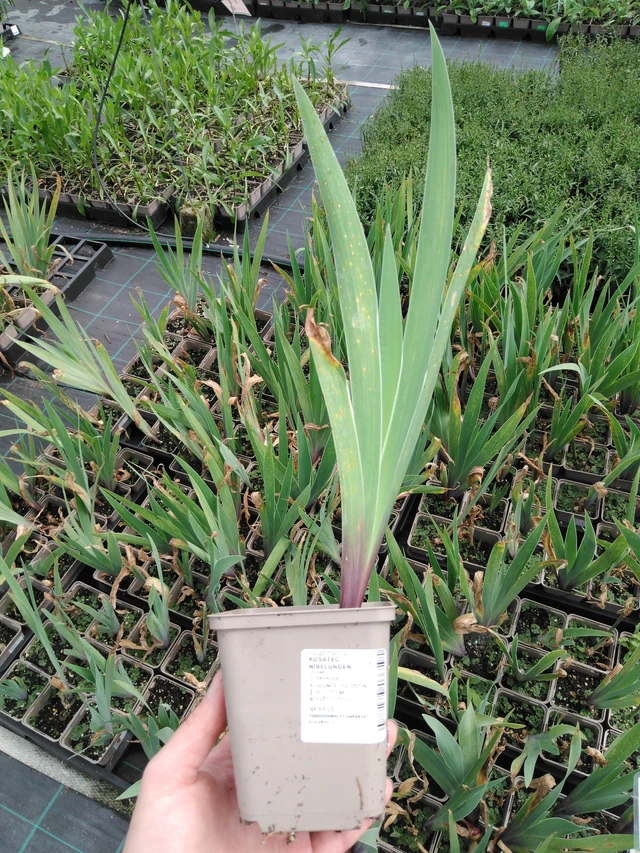 Kurjenmiekka Nibelungen - 2024