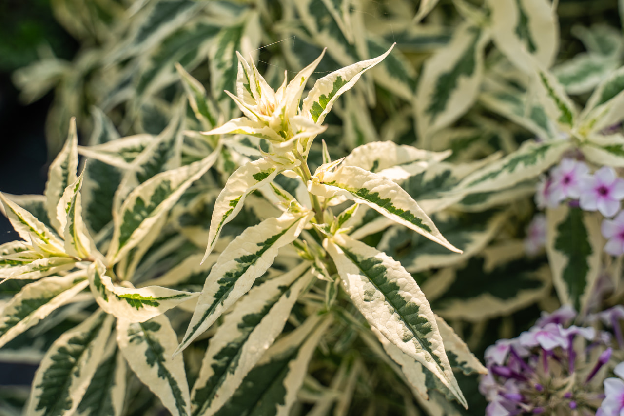 Syysleimu Nora Leight, Loukykvět