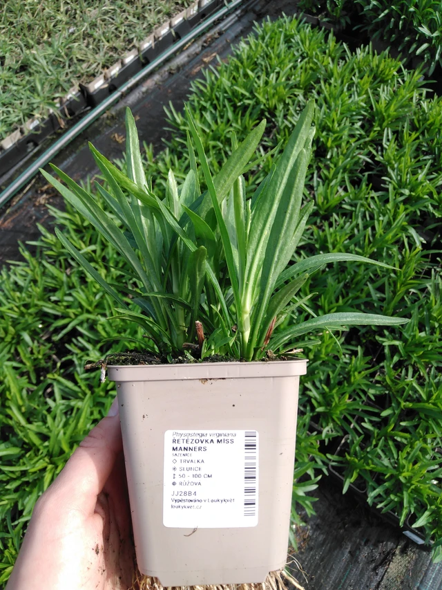 Kellopeippi Miss Manners - 2024