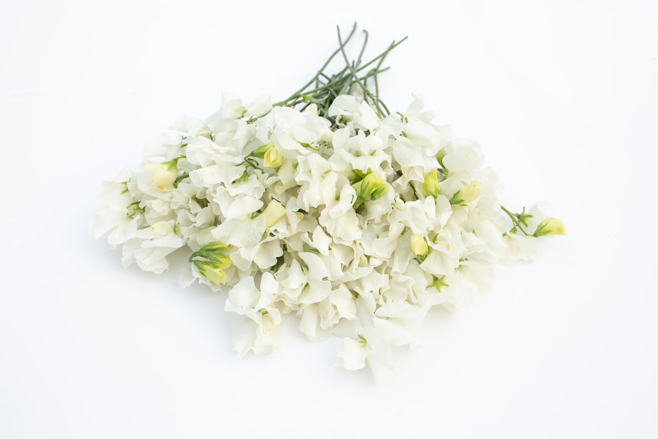 Lathyrus Winter Sunshine White, Loukykvět