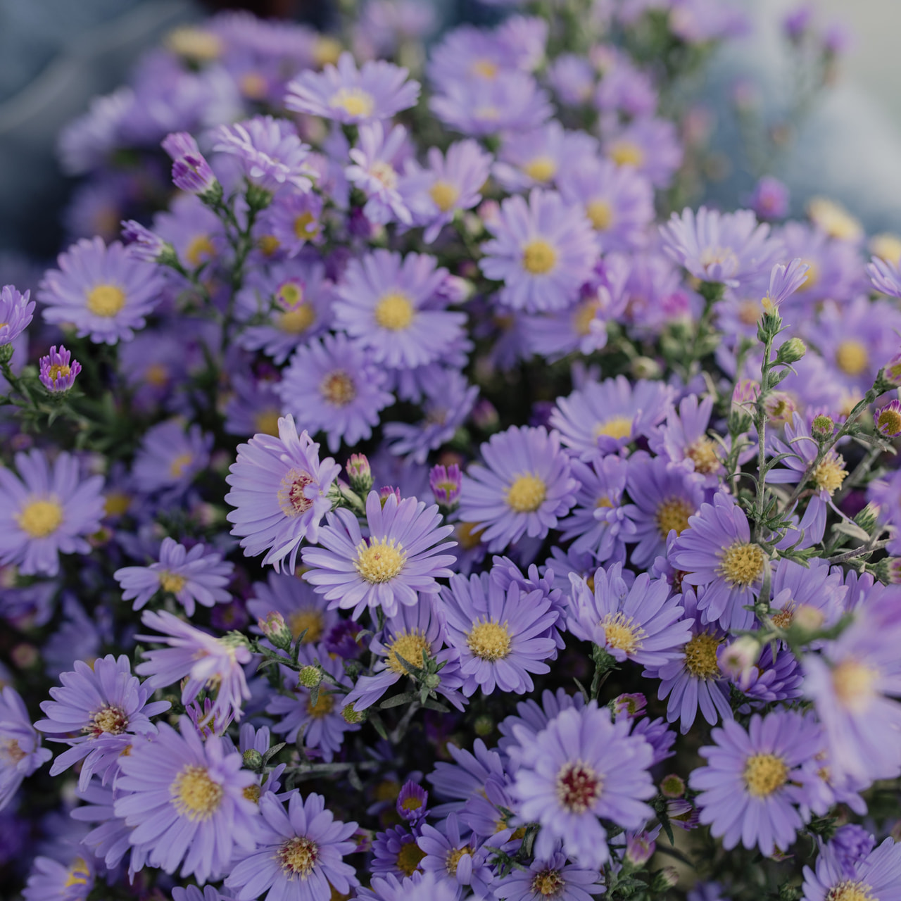 Asteri Cassandra, Loukykvět