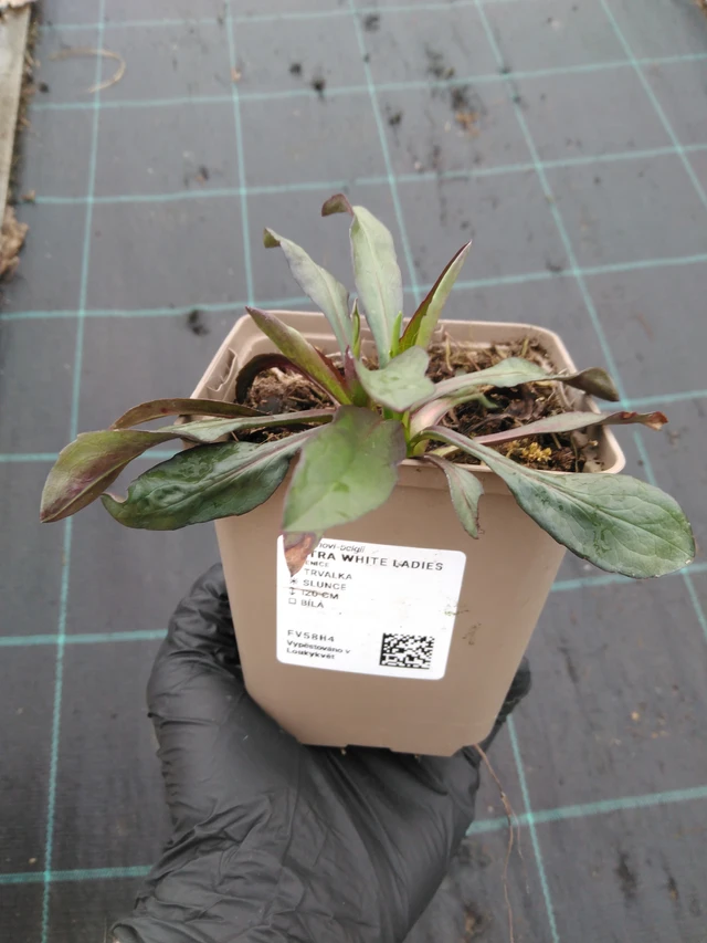 Syysasteri White Ladies - 1. 4. 2026