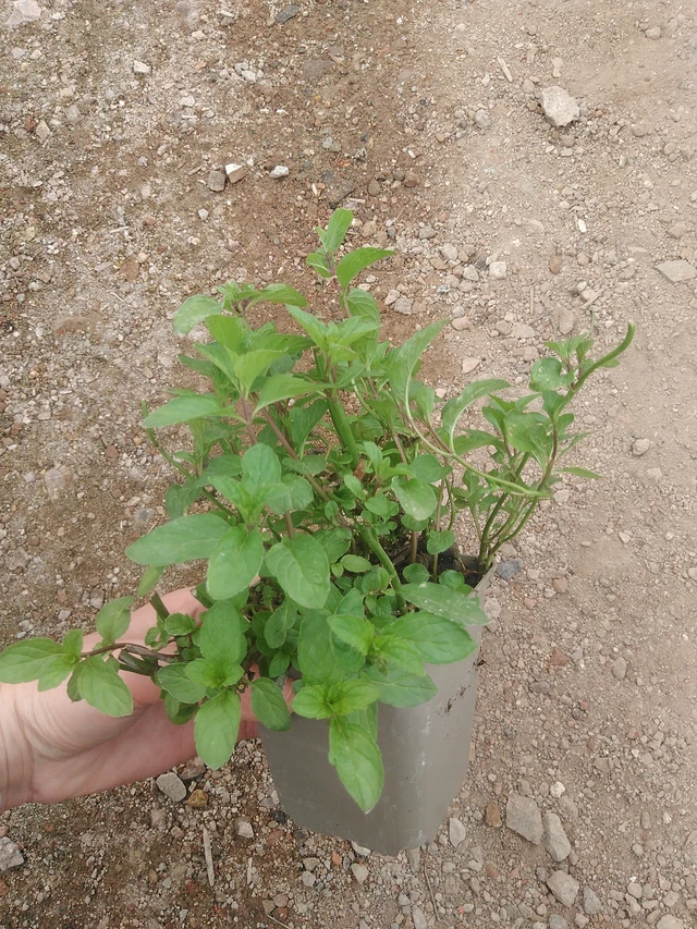 Thaiminttu - 17. 7. 2025