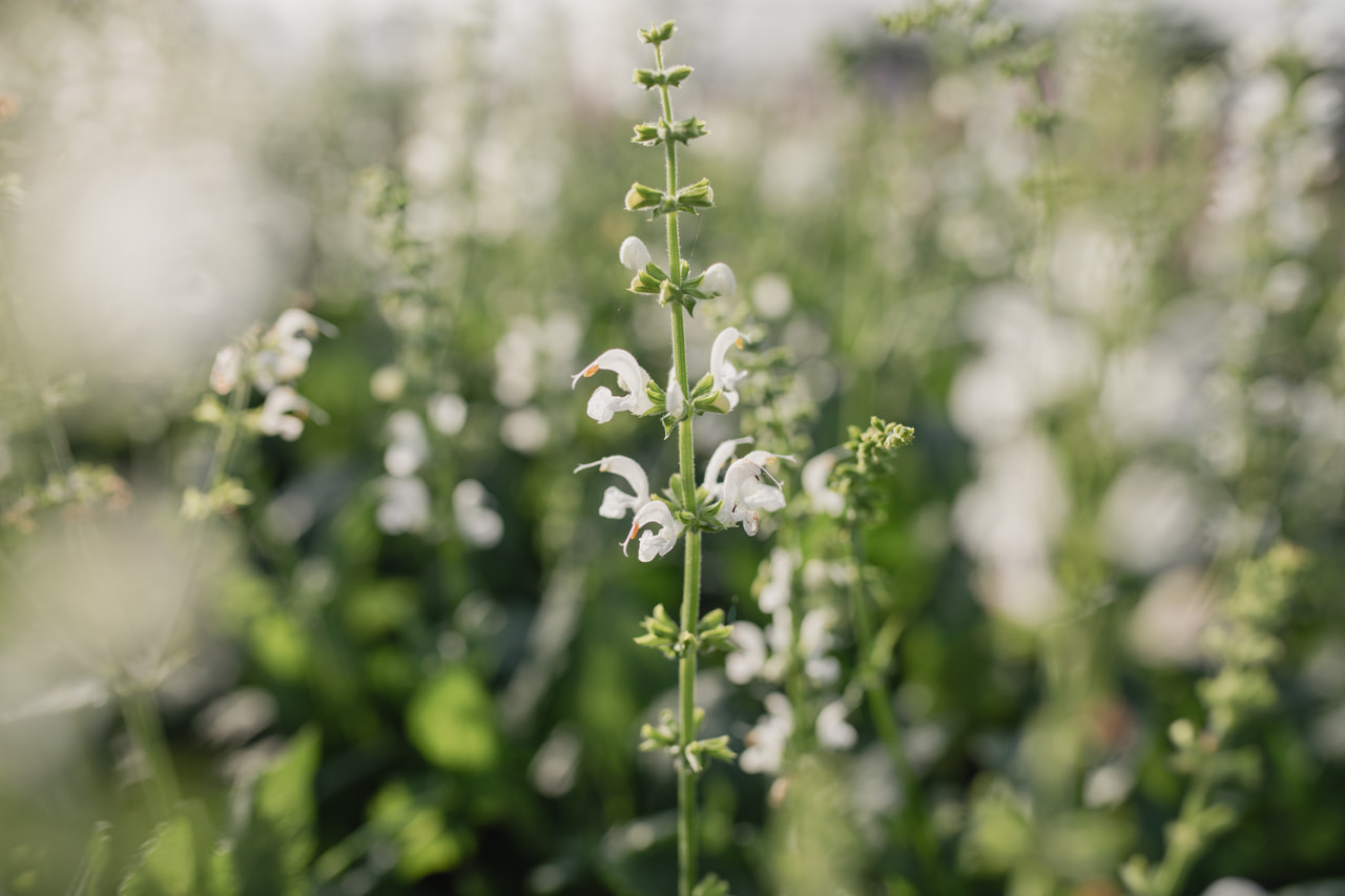 Salvia pratensis Swan Lake, Loukykvět