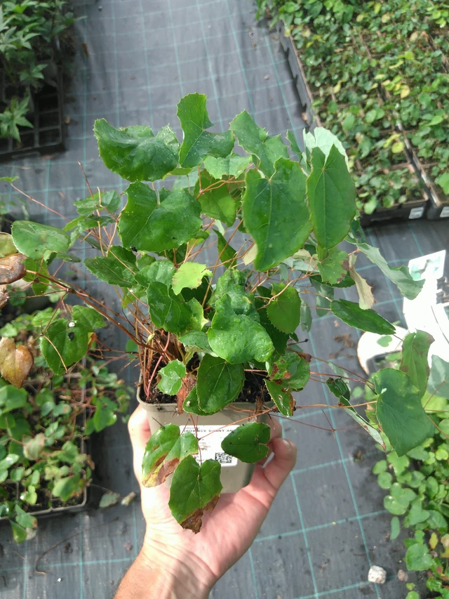 Epimedium Sunny and Share - 25. 7. 2025