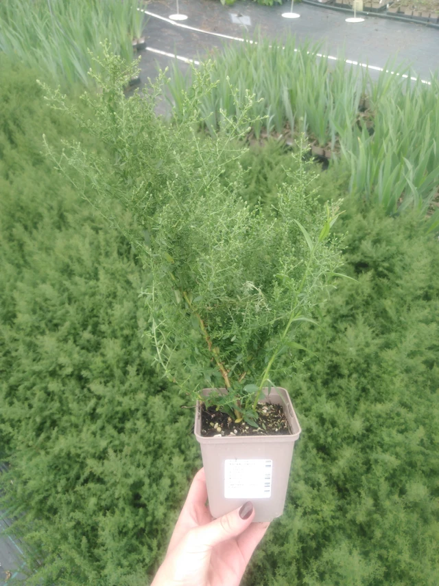 Asteri Lovely - 2024