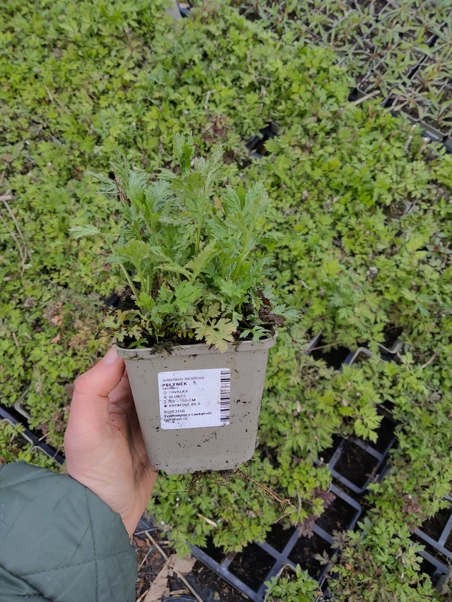 Artemisa - 21. 4. 2026