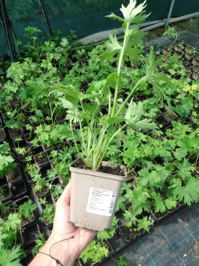 Ritarinkannus Benary’s Pacific Galahad - 2024