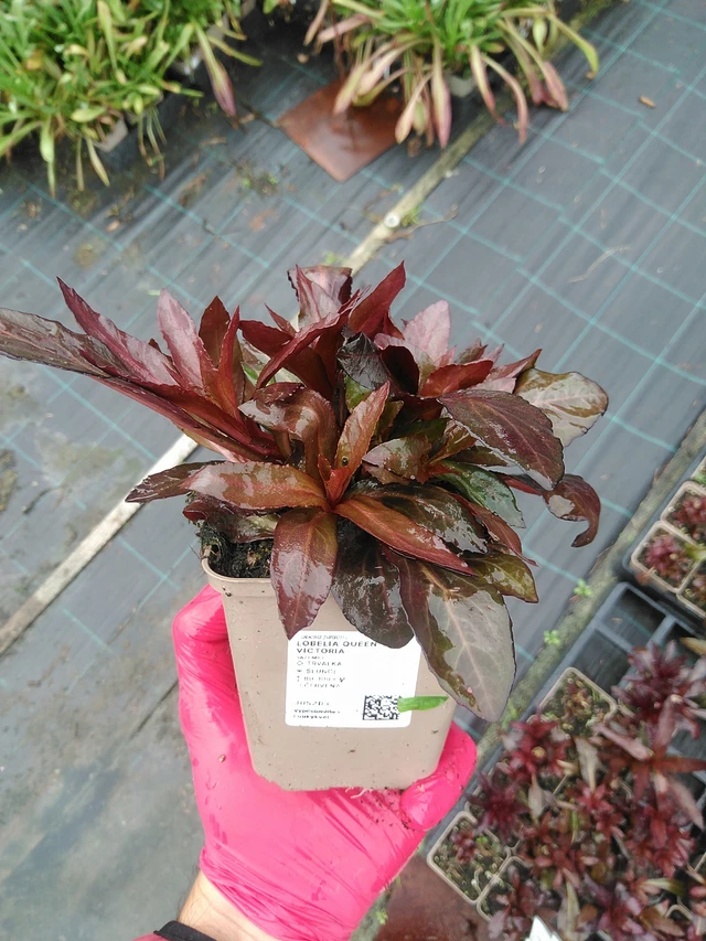 Lobelia Queen Victoria - 29. 7. 2025