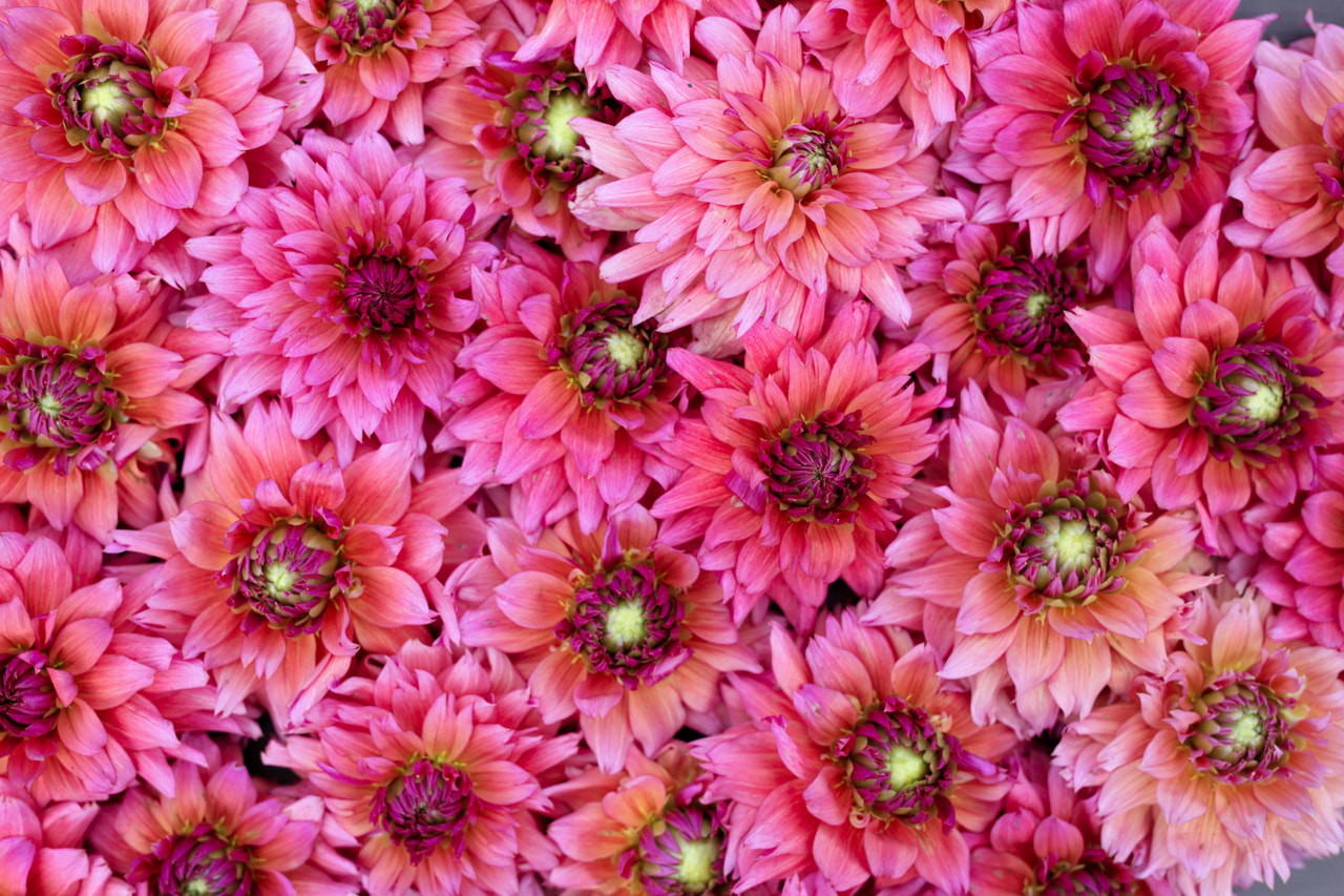 Dalia Sonic Bloom, Loukykvět