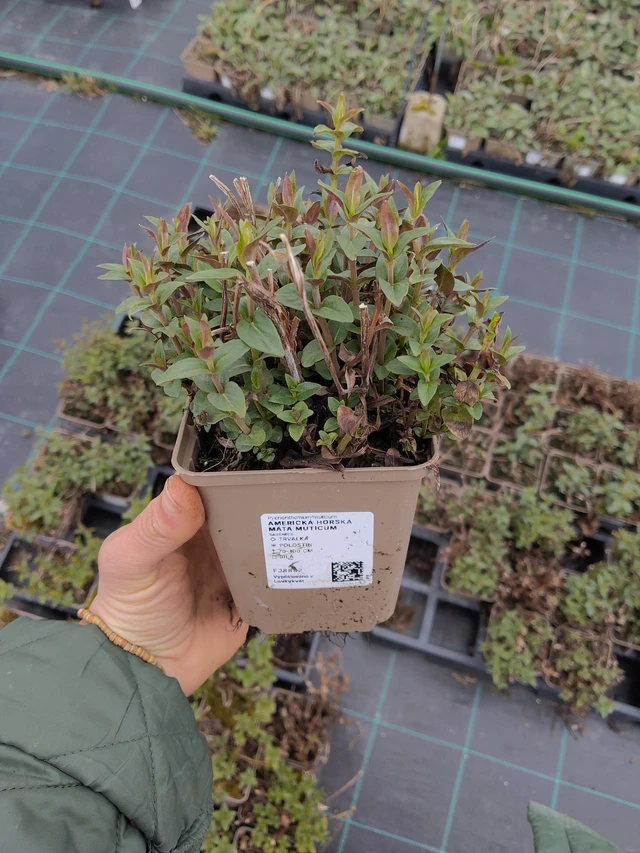 Vuoriminttu Muticum - 21. 4. 2026