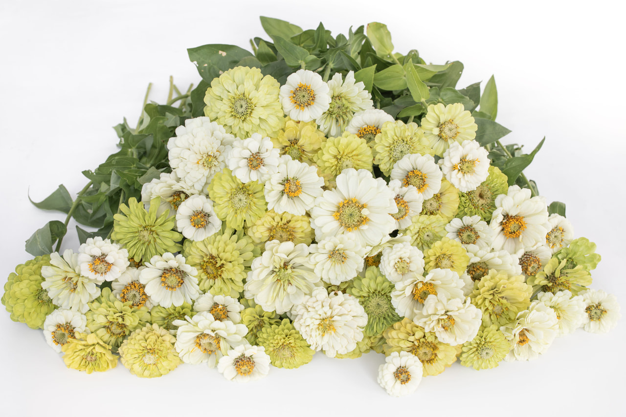 Tsinnia Pear Blossom Mix , Loukykvět