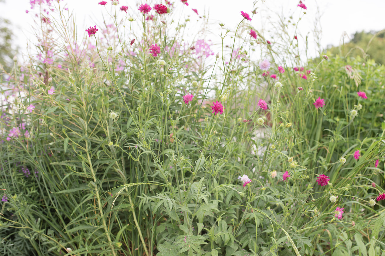 Beemdkroon Watercolours, Loukykvět