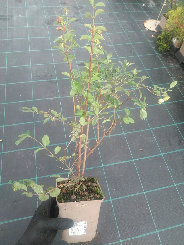 Symphoricarpos Magical Green Falls - 10. 9. 2025