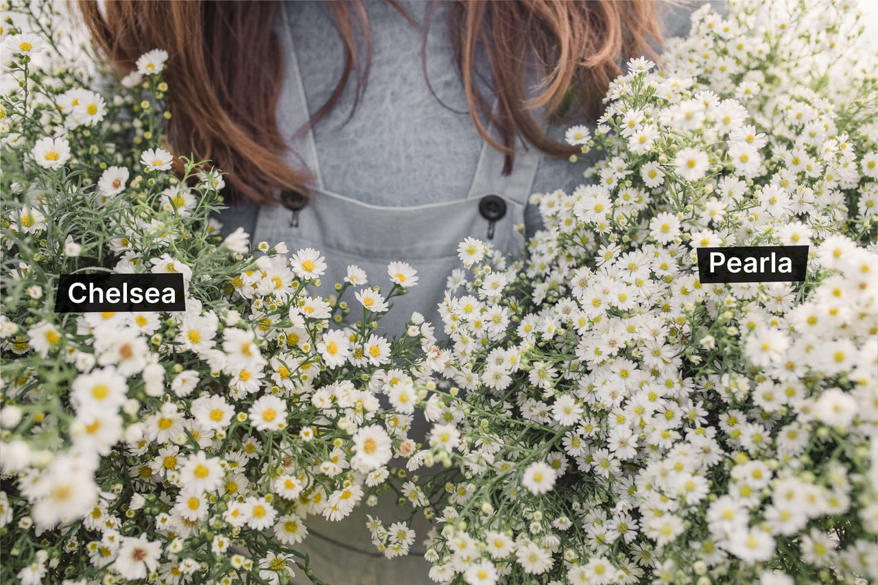 Asteri Pearla, Loukykvět