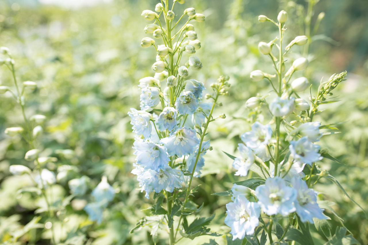 Larkspur Benary’s Pacific Summer Skies, Loukykvět