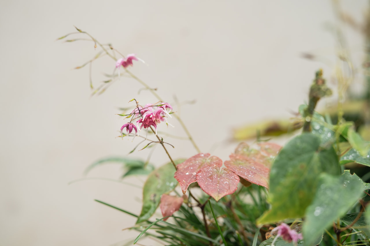 Epimedium Pretty in Pink, Loukykvět