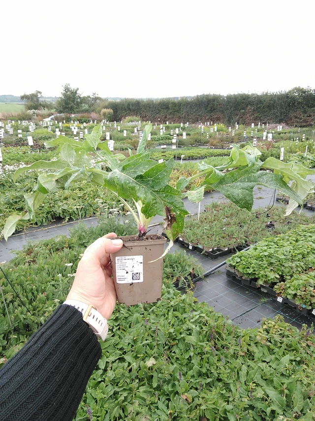 Echinops ritro - 8. 10. 2025