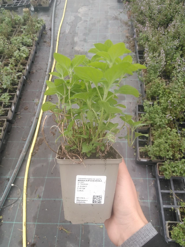 Kivikkokäenminttu - 10. 10. 2025