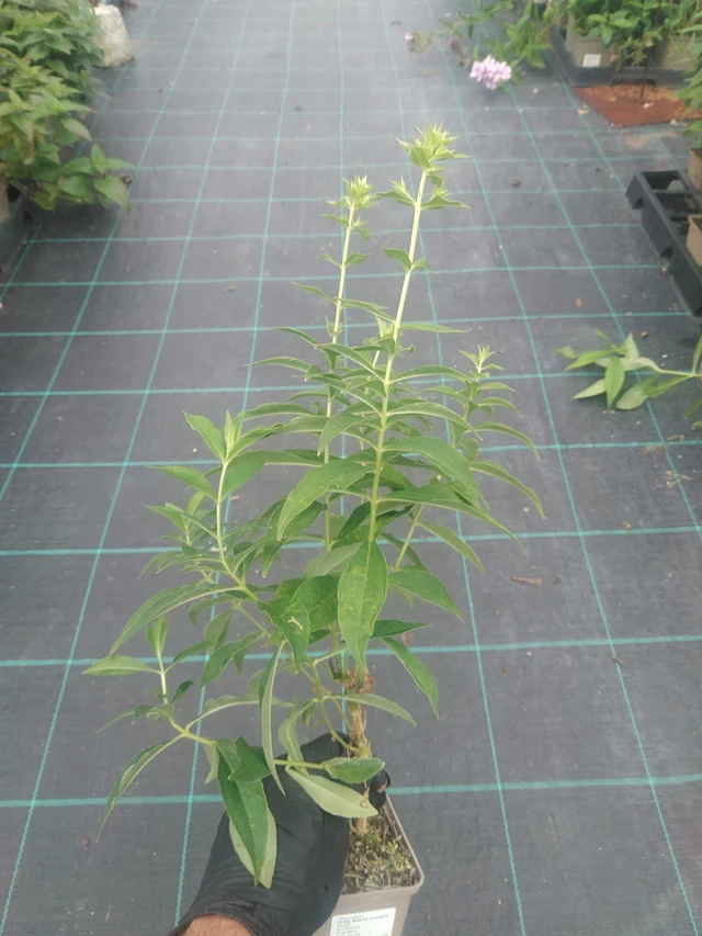 Leimu White Clouds - 10. 9. 2025