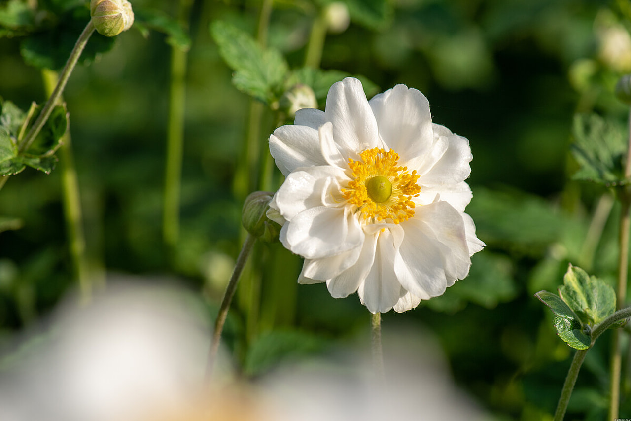 Syysvuokko Whirlwind, Loukykvět