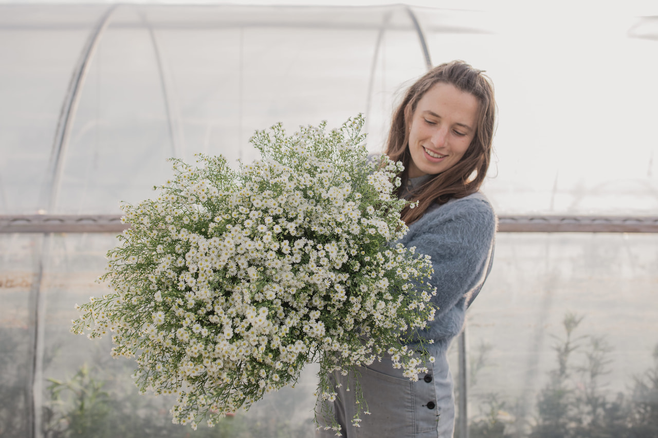 Asteri Pearla, Loukykvět