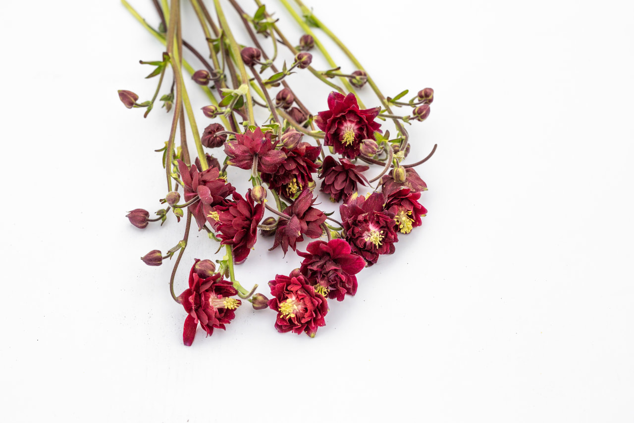 Hasekinkukka Bordeaux Barlow, Loukykvět