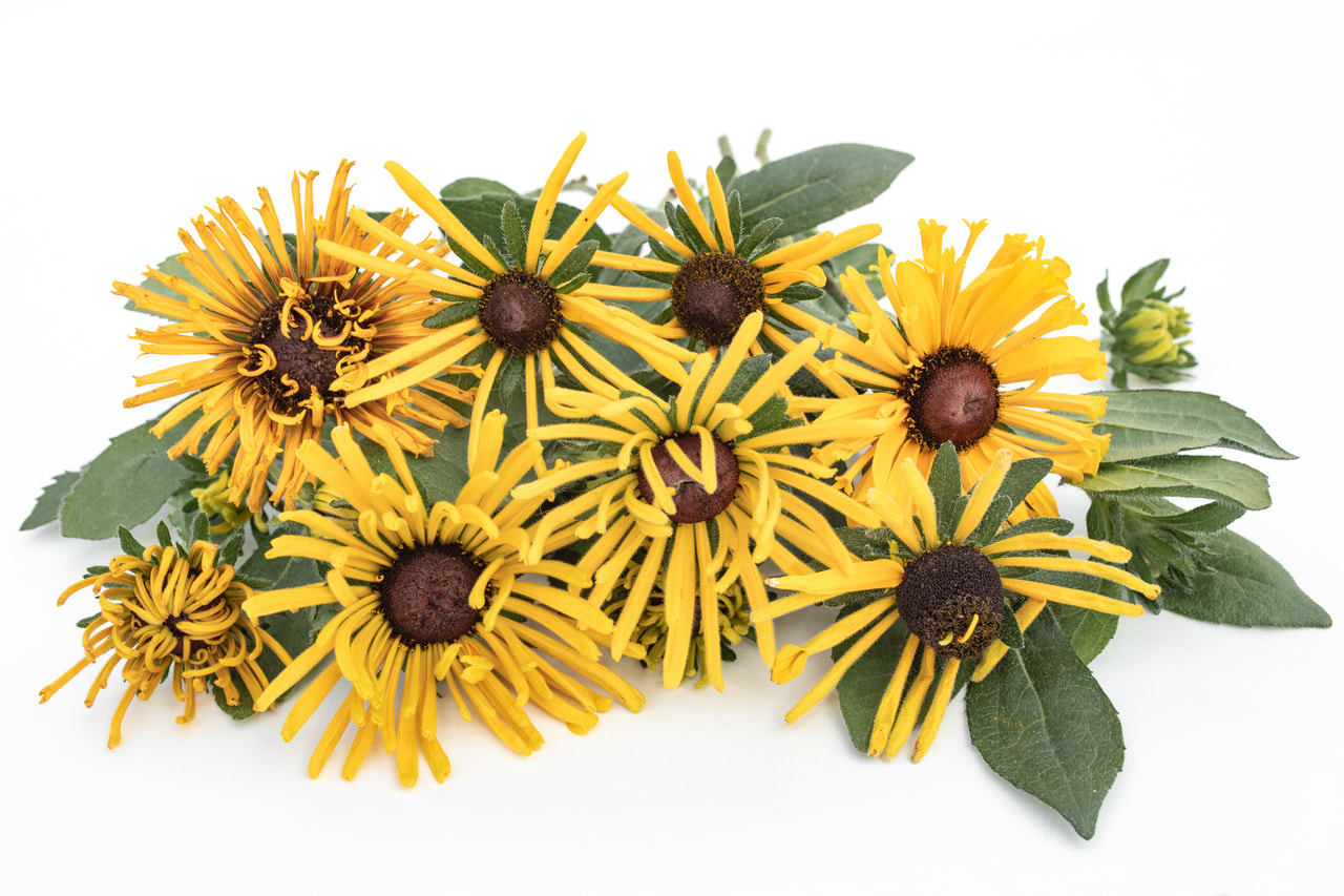 Rudbeckia Chim Chiminee, Loukykvět