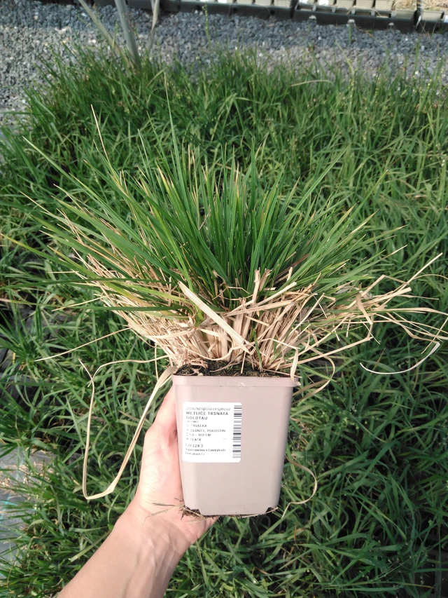 Deschampsia cespitosa Goldtau - 13. 5. 2025