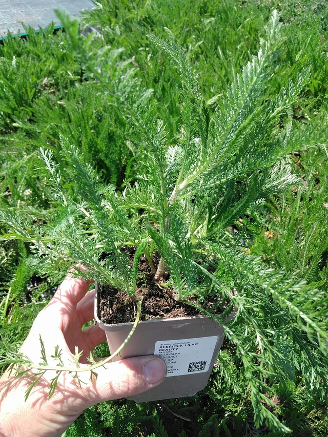 Siankärsämö Lilac Beauty - 13. 5. 2025