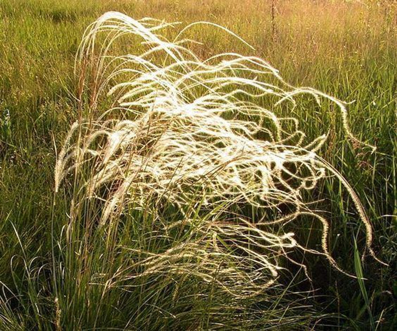 Estipa tenuissima, Loukykvět