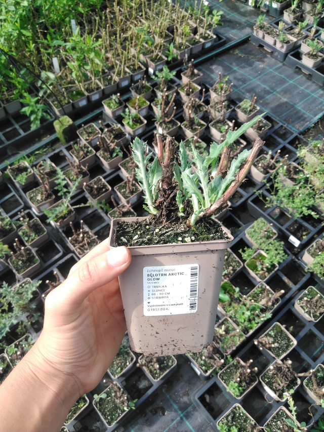 Pallo-ohdake Arctic Glow - 2024