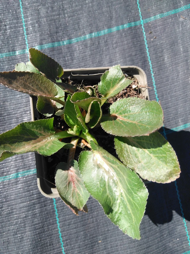 Eryngium Glitter Blue - 3. 4. 2025