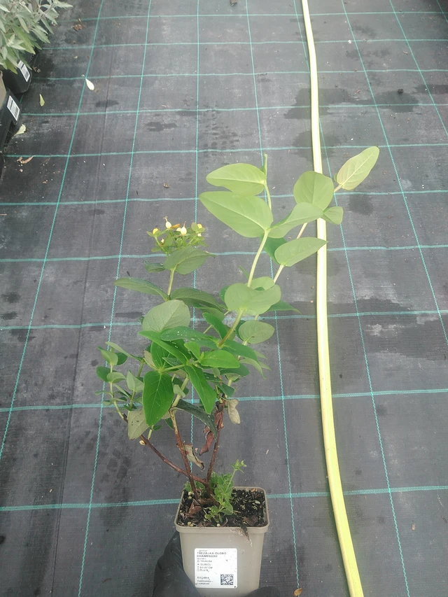 Hipérico Globo Champagne - 10. 9. 2025