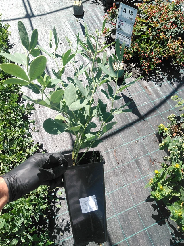 Valkovaleindigo - 19. 8. 2025