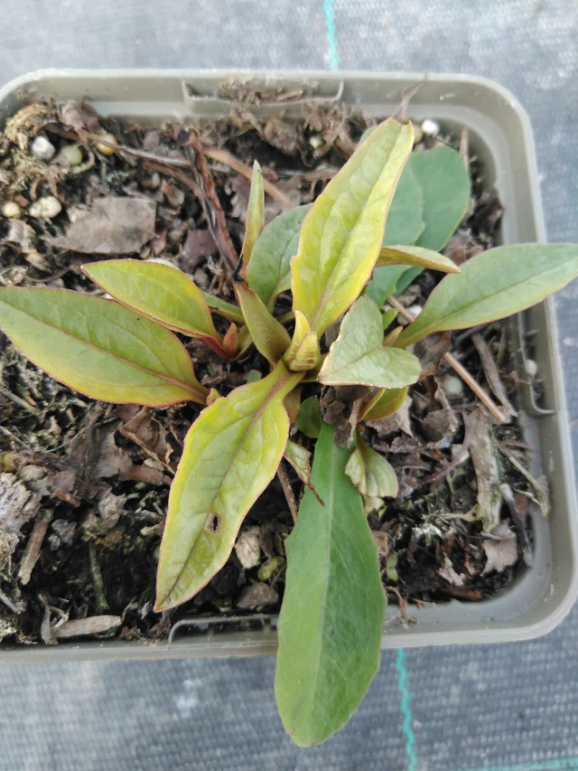 Punahattu Rubinstern - 3. 4. 2025